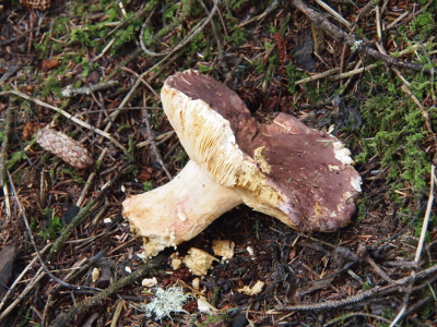 [Mushroom lying on its side in the moss under the evergreens. Underside and stem are white and top is dark brown.]